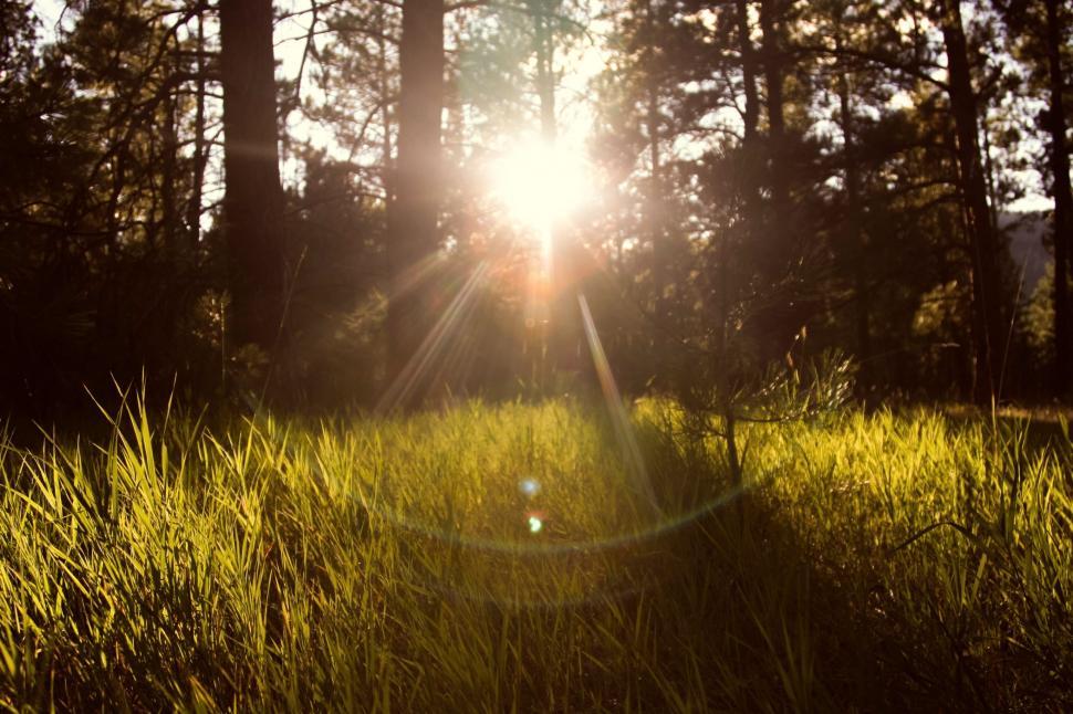 Free Image of Sunlight streaming through forest clearing 