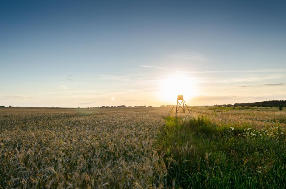 Free Image of Golden Wheat Field at Sunset with Windmill 