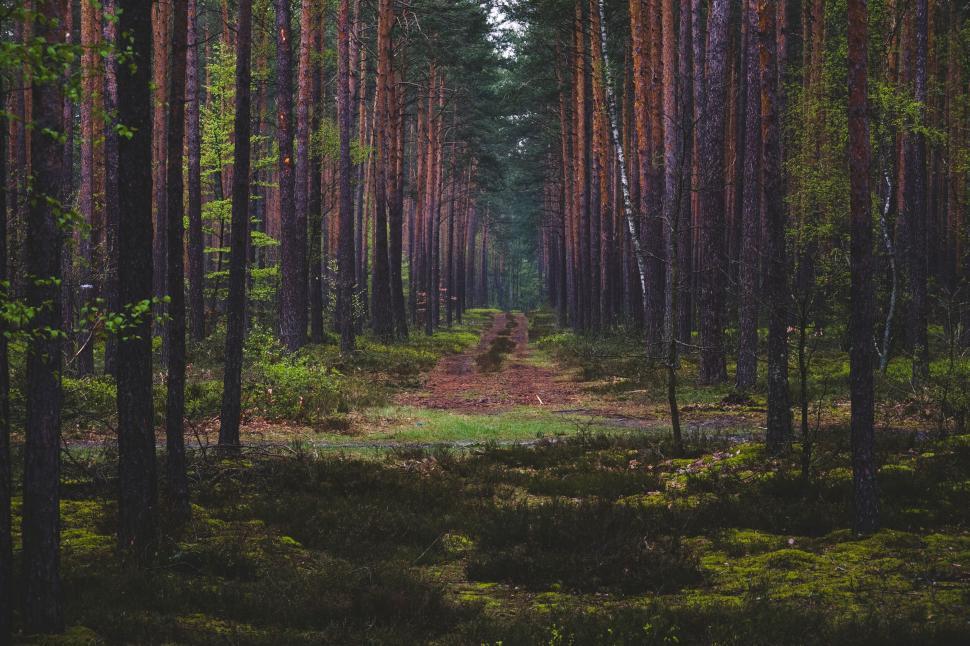Free Image of Mystical Forest Path with Tall Pine Trees 