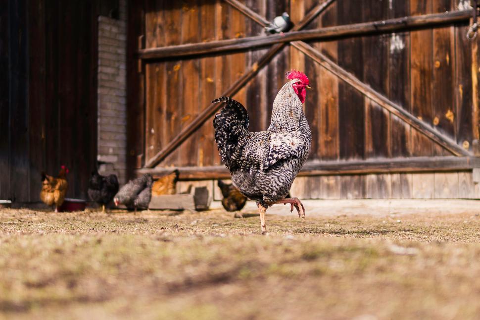 Free Image of Rooster free-ranging on a traditional farm 