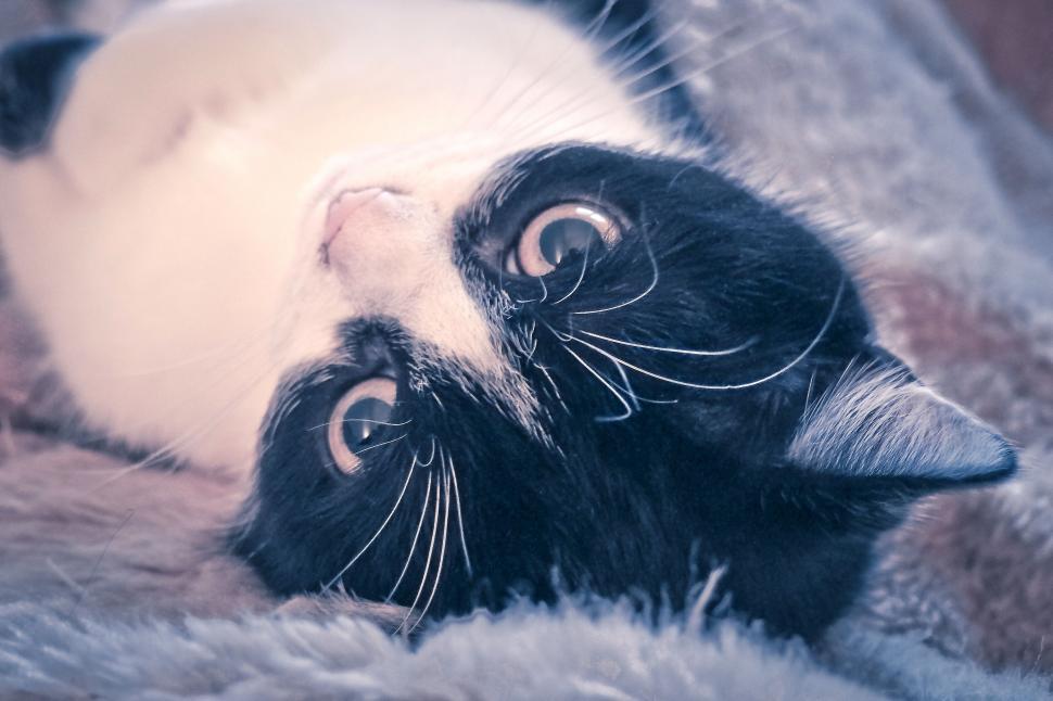 Free Image of Close-up of a tuxedo cat looking up 