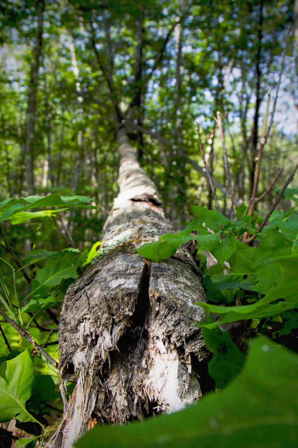 Free Image of Fallen tree trunk in lush green forest 