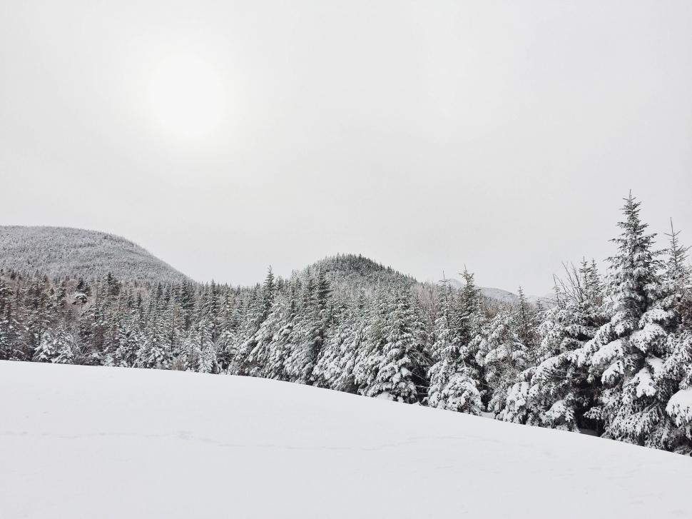 Free Image of Winter landscape with snow-covered trees 