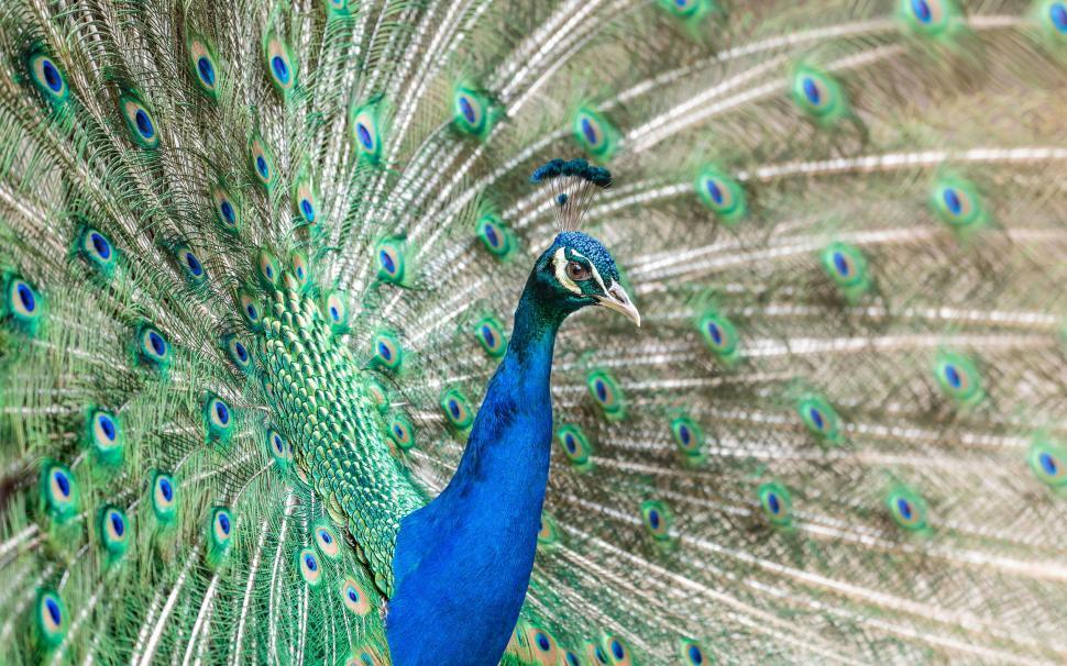 Free Image of Vibrant peacock displaying stunning feathers 