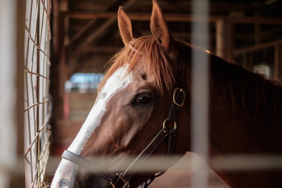 Free Image of Horse peeking through stable bars 