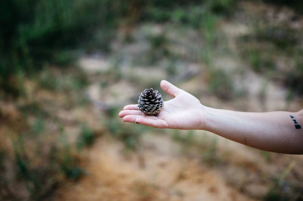 Free Image of Hand holding a pine cone in the nature 