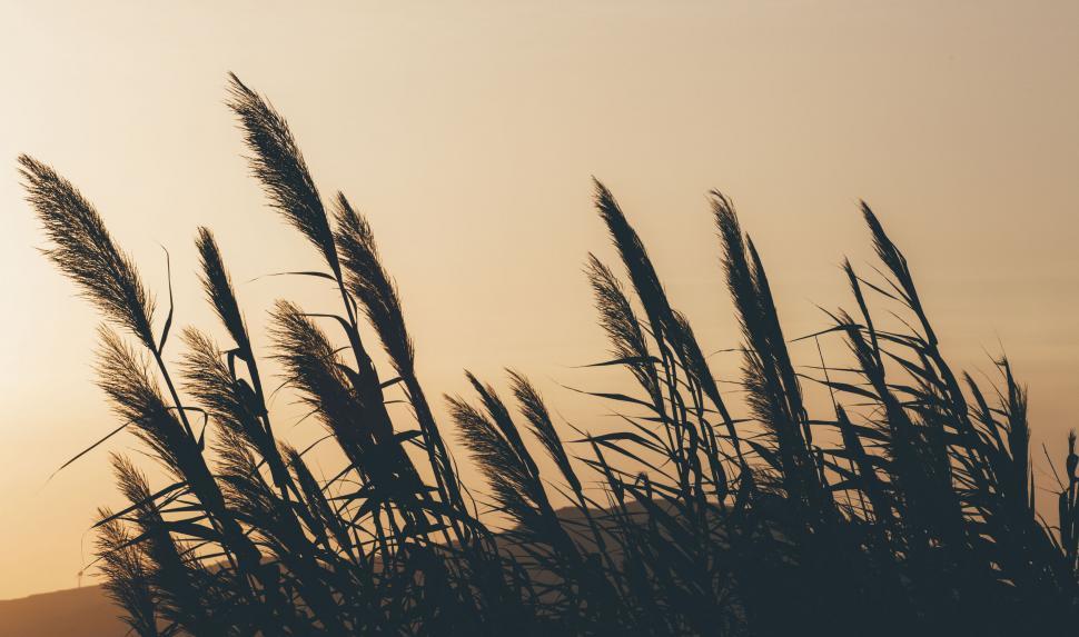 Free Image of Silhouettes of tall grass against sunset sky 