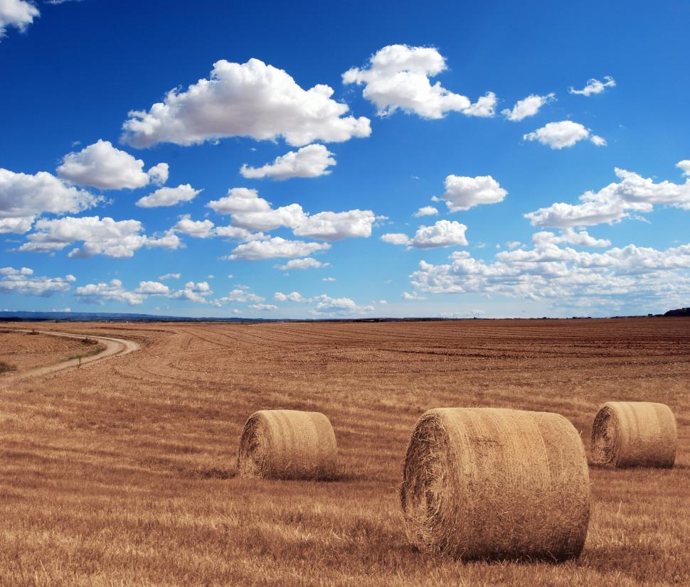 Free Image of Golden hay bales in a vast field under sky 