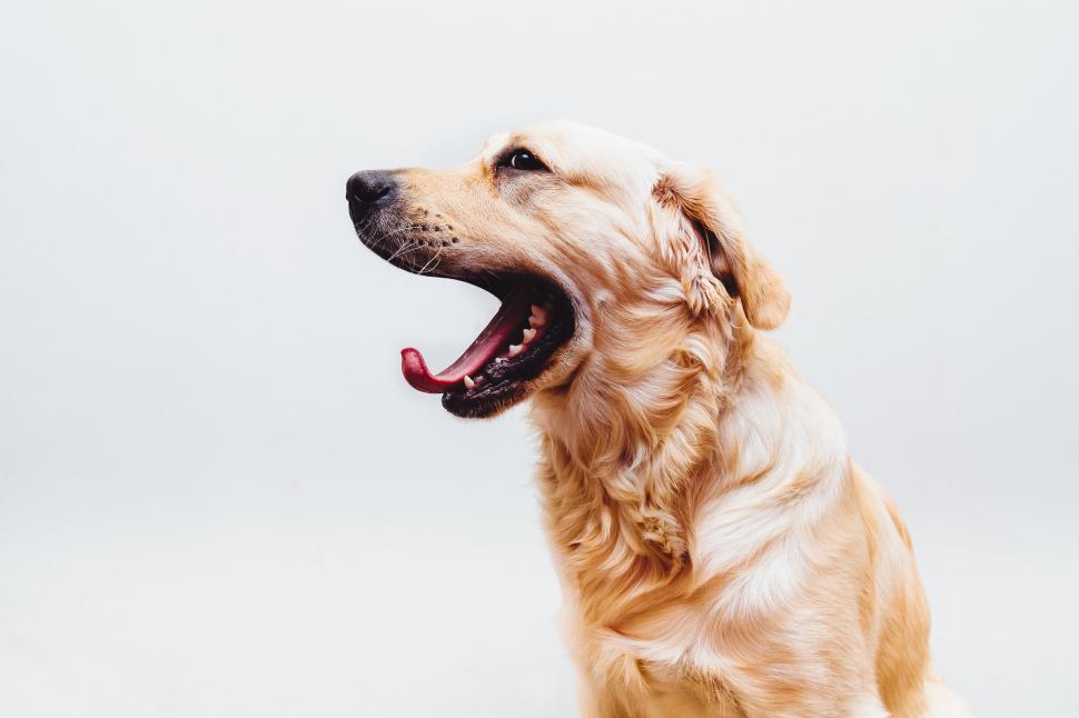Free Image of Golden retriever yawning side profile 