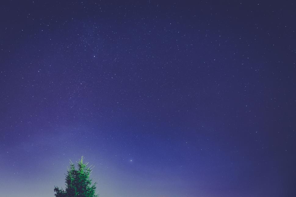 Free Image of Starry night sky above a pine tree 