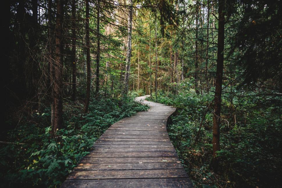 Free Image of Pathway through dense forest 