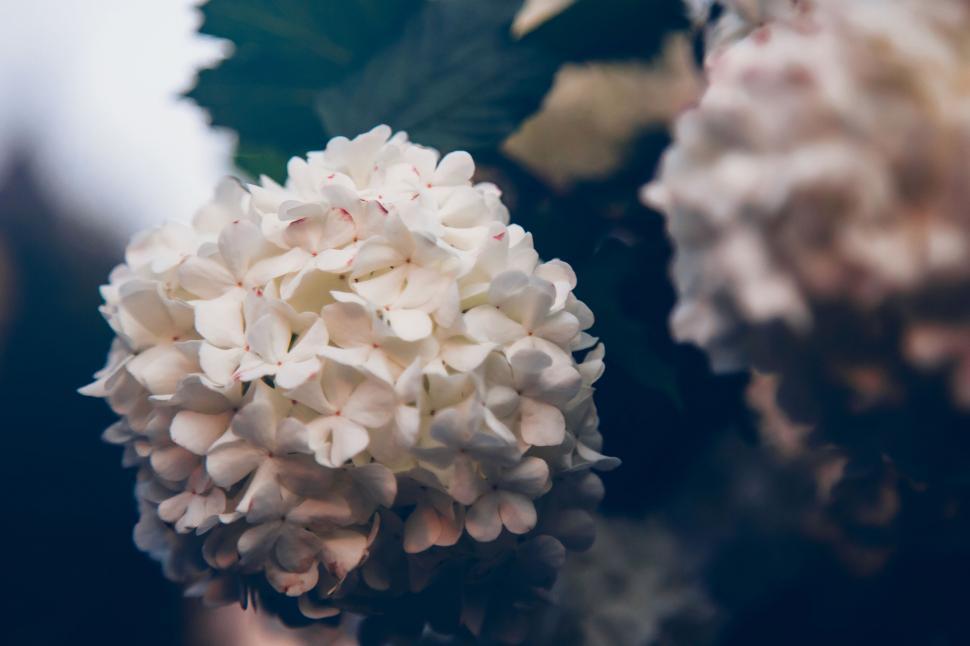 Free Image of Blooms of a white hydrangea in close-up 