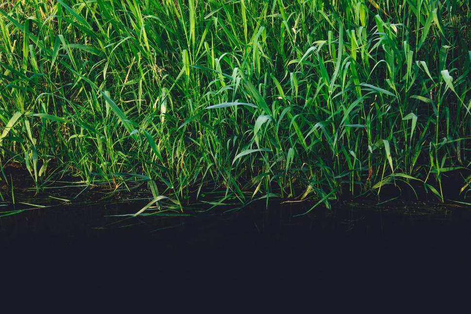 Free Image of Green grasses with water reflections 