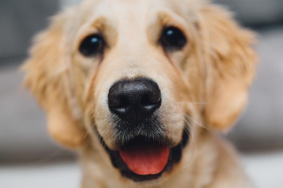 Free Image of Golden retriever dog with happy expression 