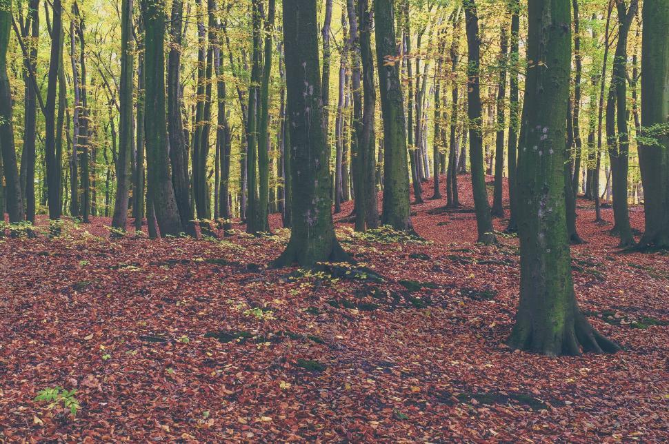 Free Image of Autumn forest floor covered in fallen leaves 