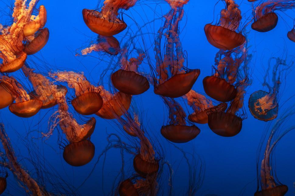 Free Image of Swarm of Red Jellyfish Underwater in Blue Ocean 