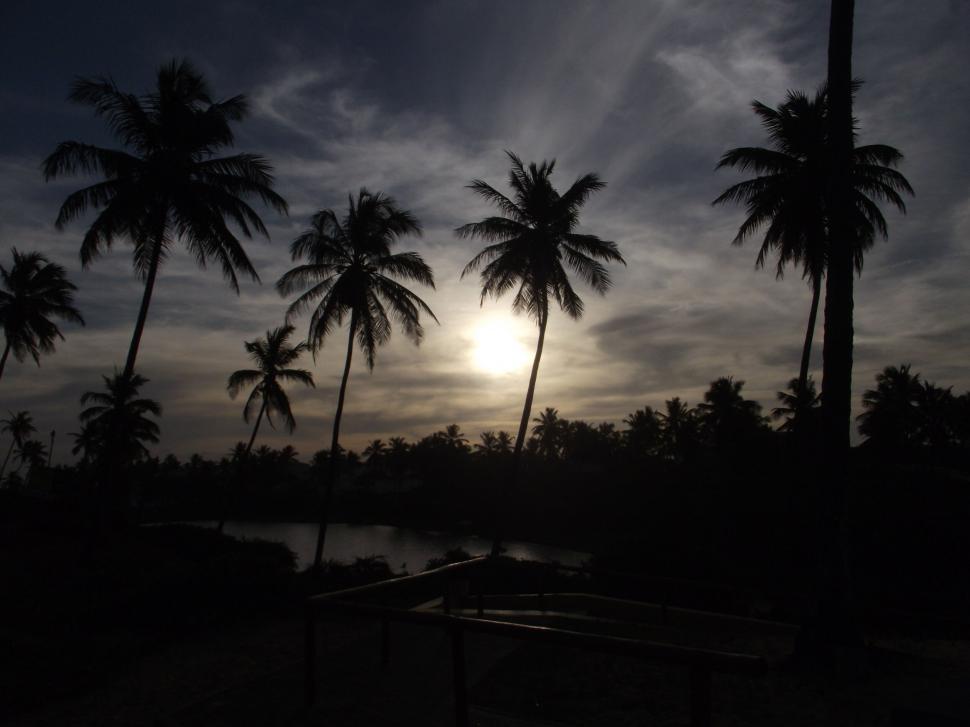 Free Image of Silhouetted palm trees at dusk 