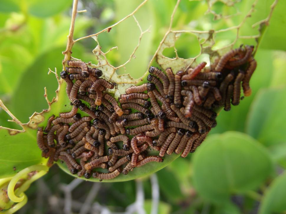 Free Image of Cluster of caterpillars on a leaf 