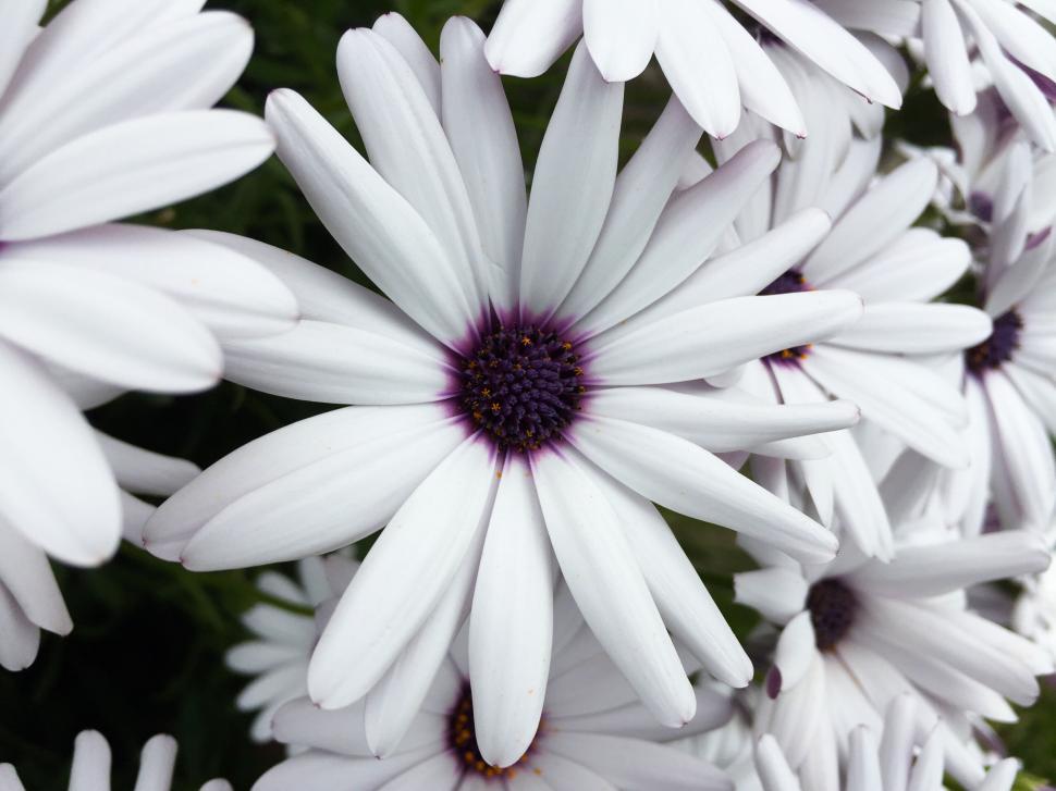 Free Image of Close-up of white and purple daisy 