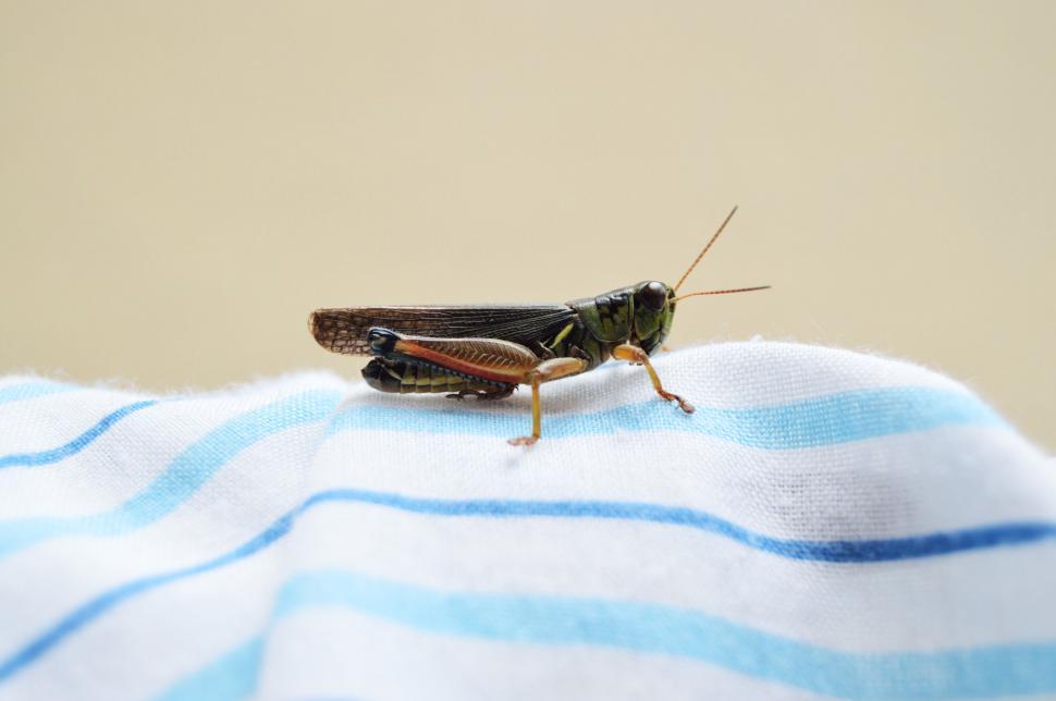 Free Image of Grasshopper on textile with striped pattern 