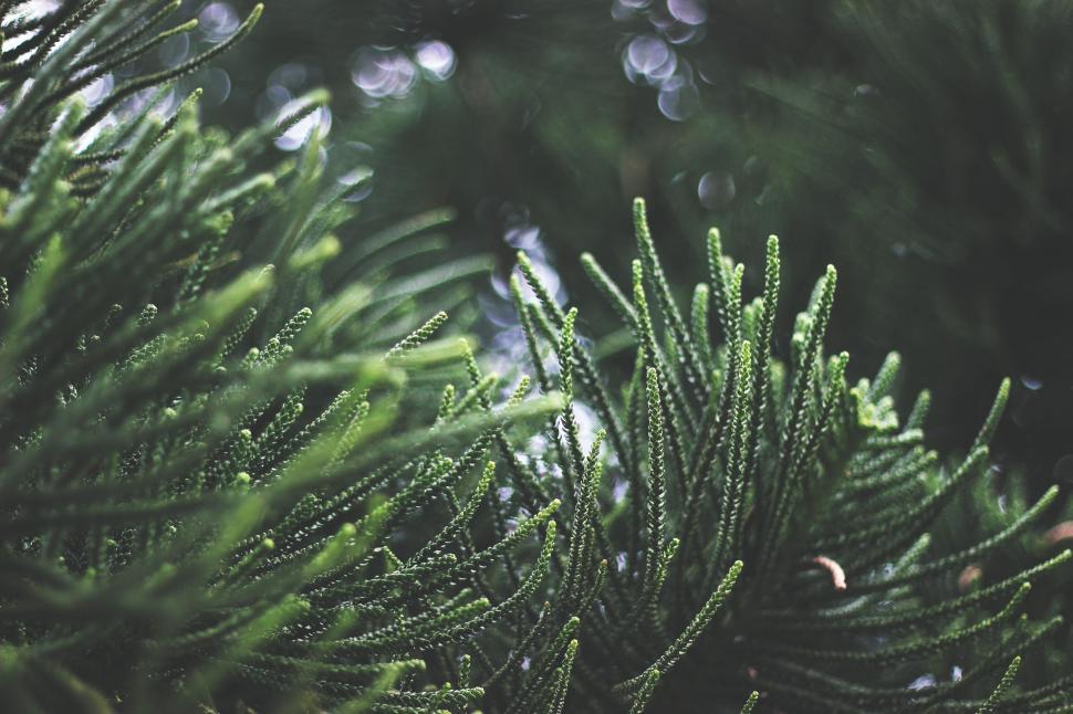 Free Image of Green pine needles with soft bokeh effect 