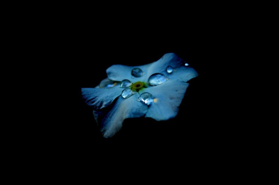 Free Image of Blue flower with droplets on black background 