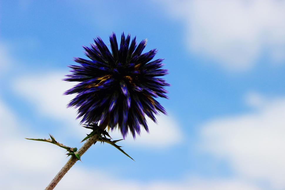 Free Image of Vivid purple thistle against blue sky 