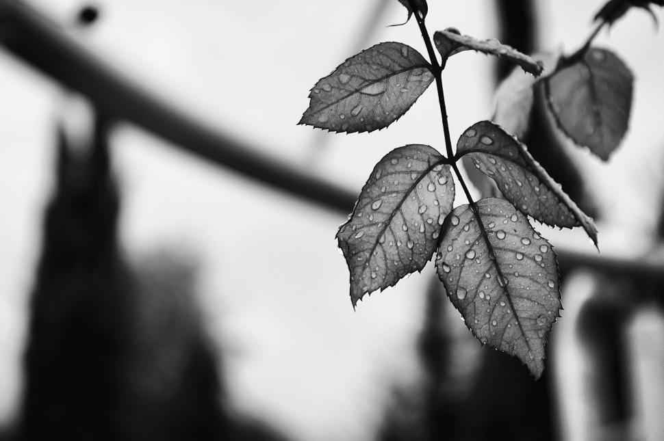 Free Image of Monochrome image of wet leaves 