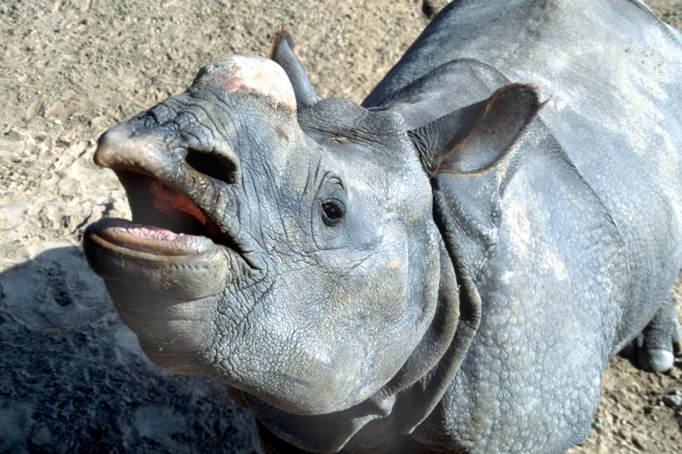 Free Image of Baby rhino 