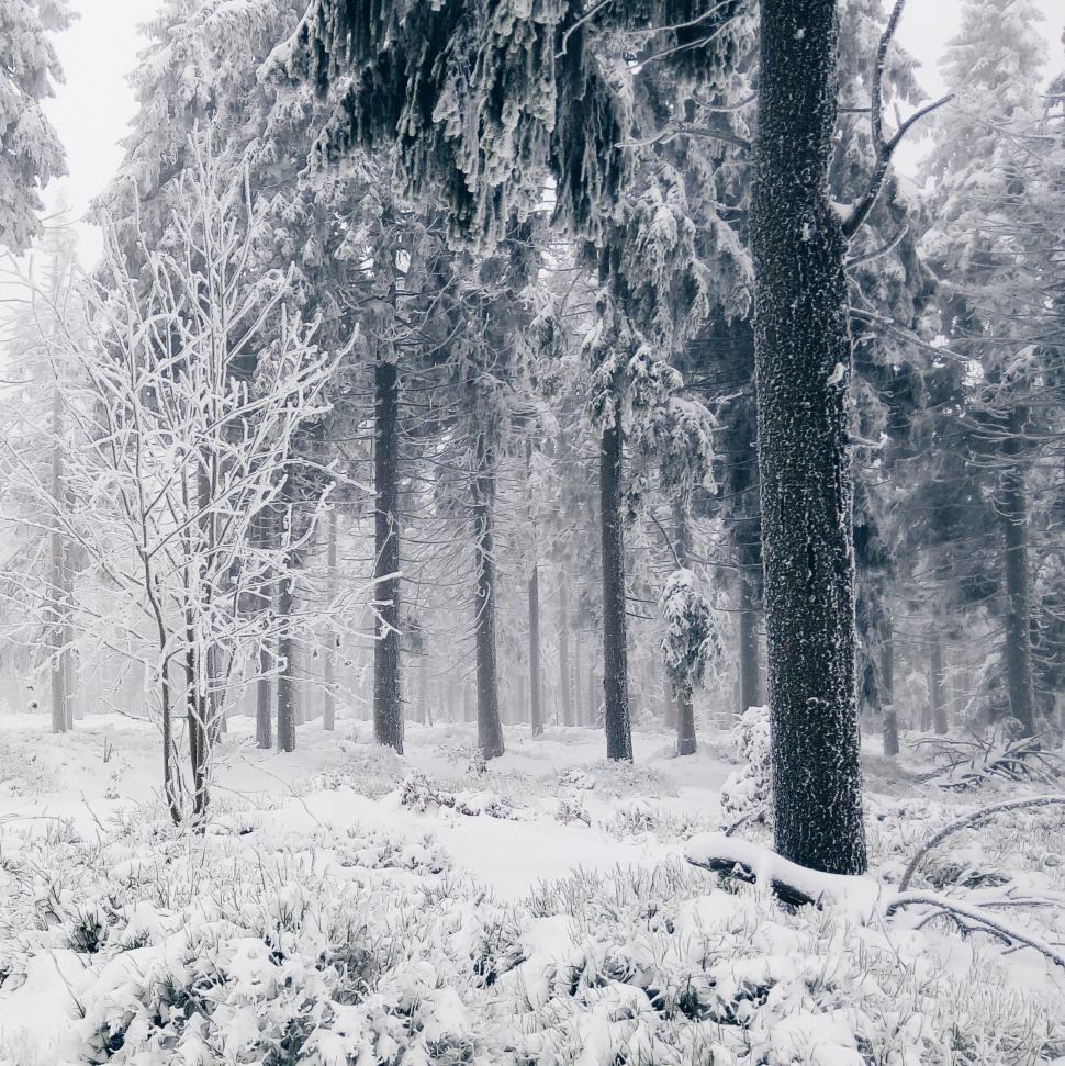 Free Image of Snow-covered pine forest in winter 