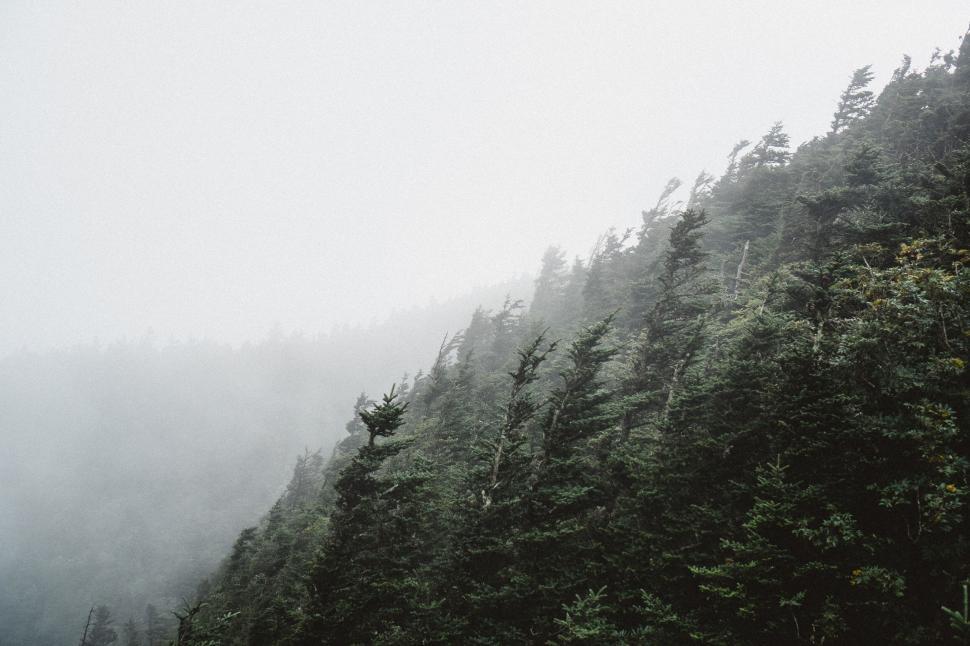 Free Image of Foggy mountain forest landscape 