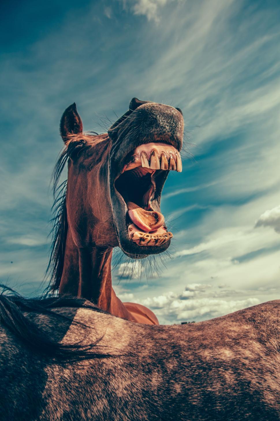 Free Image of Laughing horse with expressive face 
