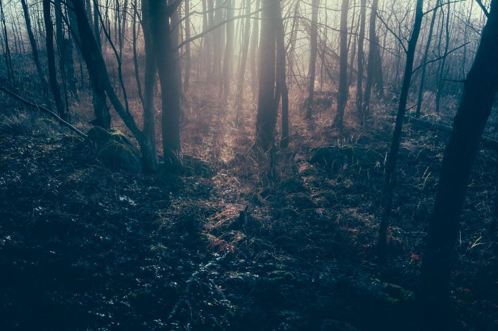 Free Image of Eerie forest with mystical morning light 