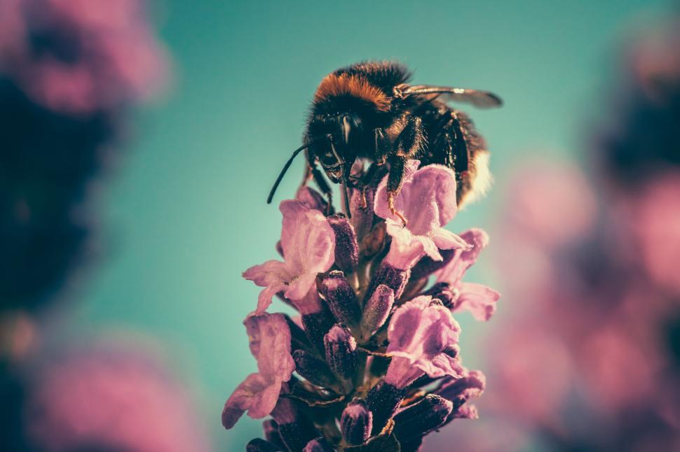 Free Image of Bee pollinating lavender flower close-up 