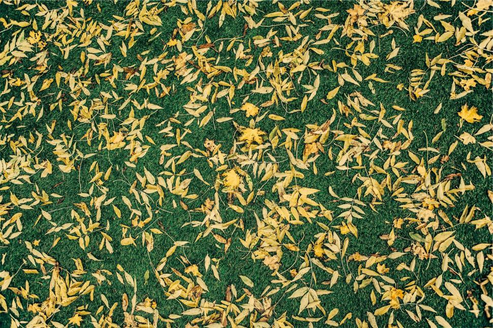 Free Image of Autumn leaves scattered on grass texture 