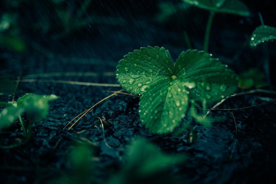 Free Image of Raindrops on green clover leaves 