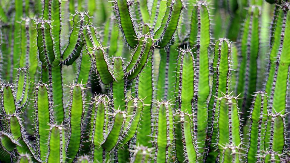 Free Image of Dense cactus growth filling the frame 