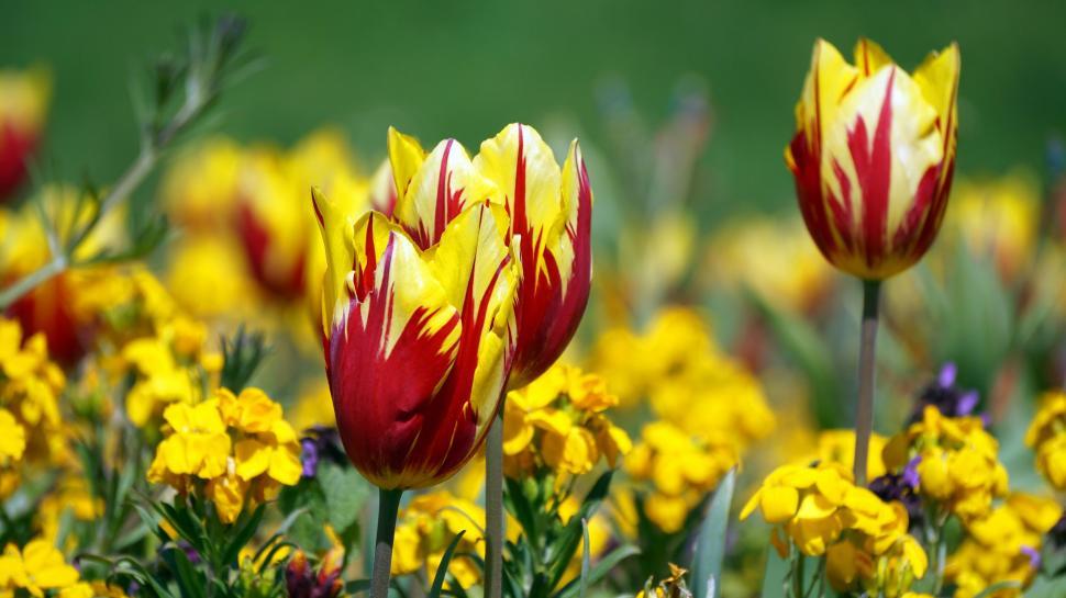 Free Image of Vibrant tulips with yellow and red petals 