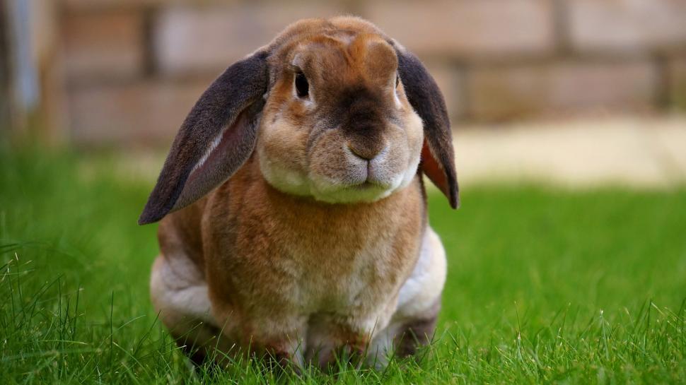Free Image of Cute brown lop-eared rabbit in the grass 