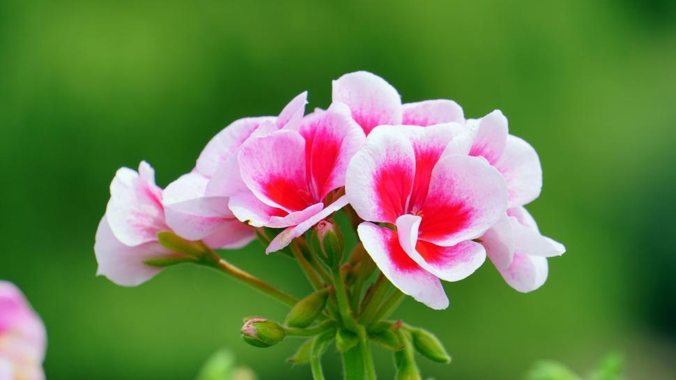 Free Image of Vibrant pink geranium flowers in bloom 