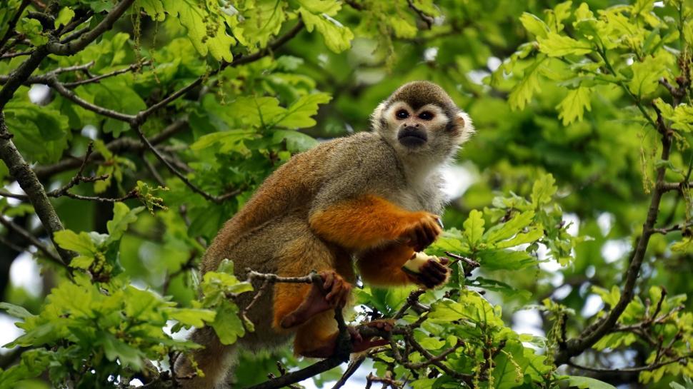 Free Image of Monkey nestled in vibrant green foliage 