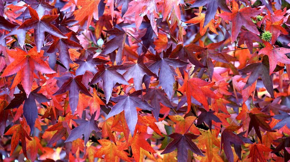 Free Image of Vibrant red autumn leaves in close-up 