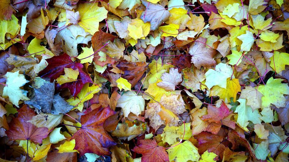 Free Image of Vibrant autumn leaves covering the ground 