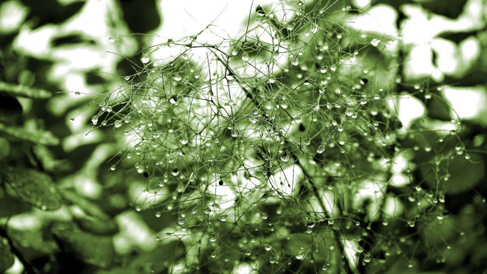 Free Image of Abstract Dew Drops on Spindly Plant Threads 