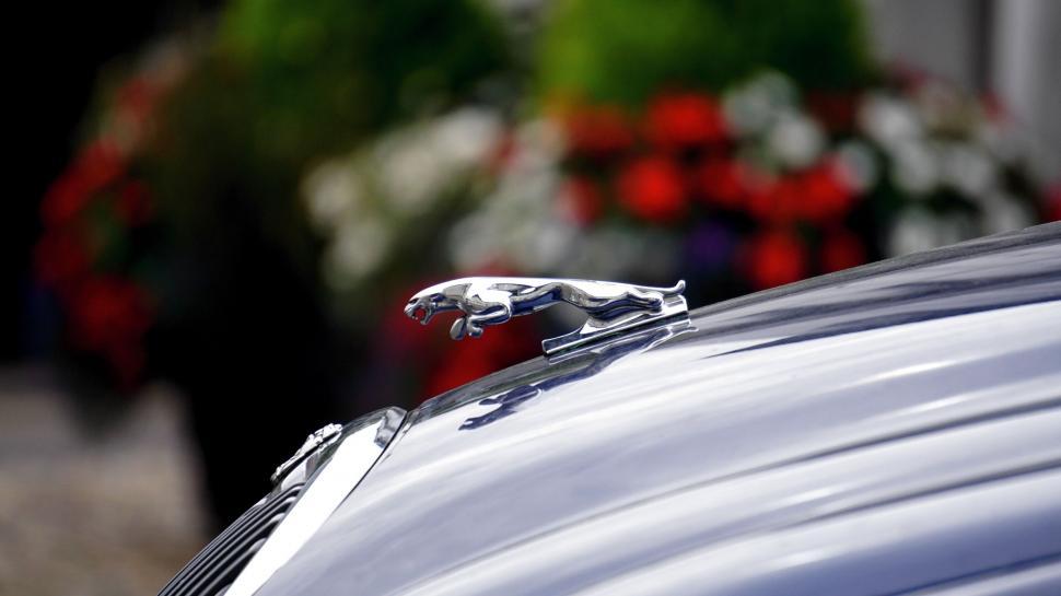 Free Image of Jaguar Car Emblem Close-Up with Flower Background 