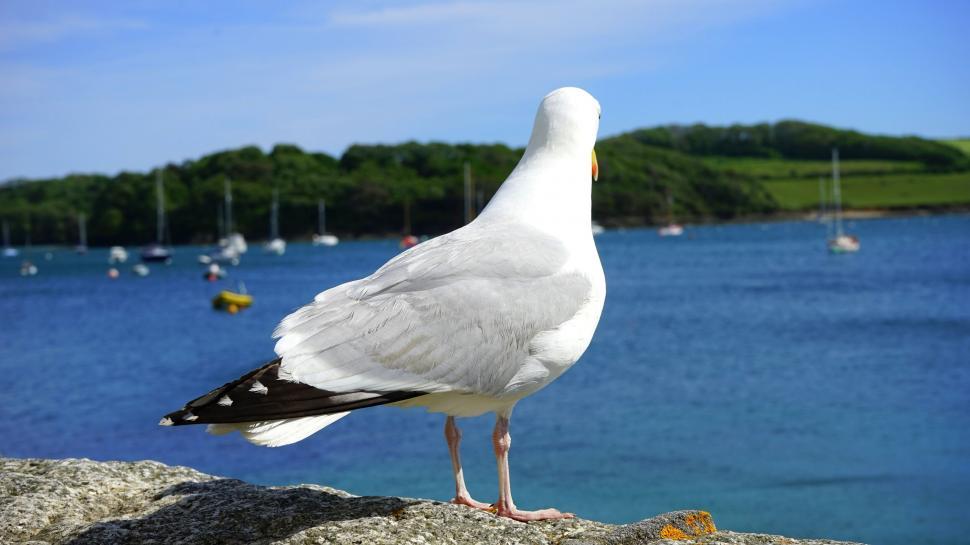 Free Image of Seagull perched on a wall by the sea 