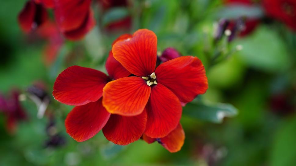 Free Image of Vibrant red wallflowers in bloom 