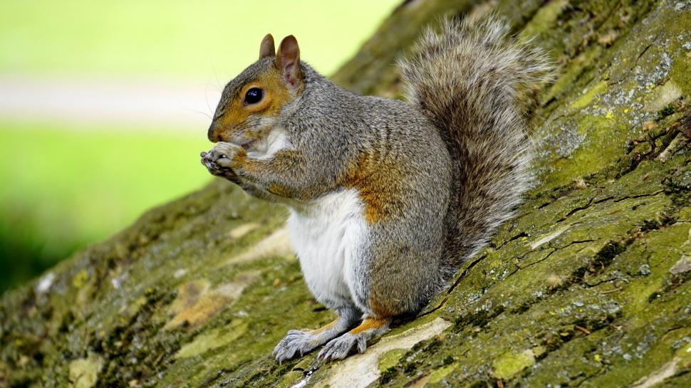 Free Image of Squirrel eating on a tree trunk 