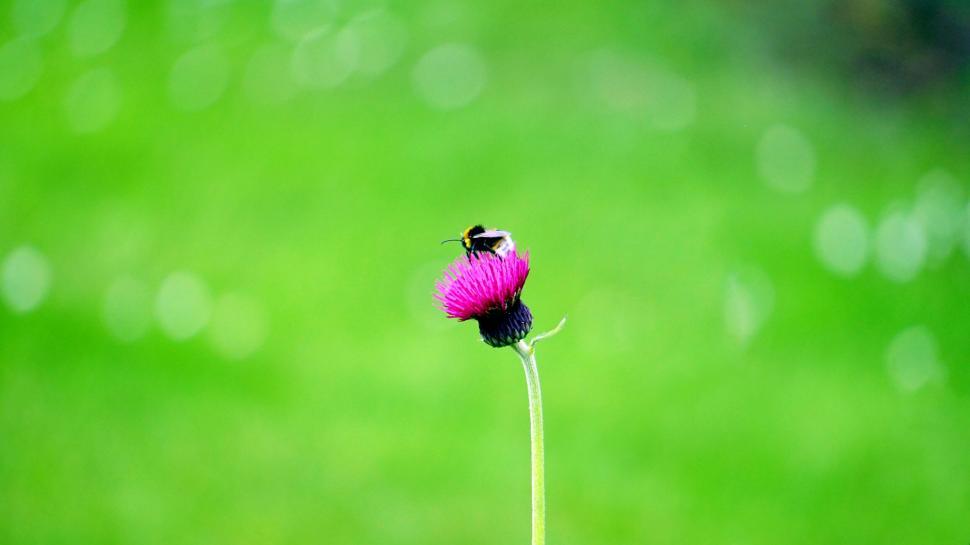 Free Image of Solitary bee on a vibrant pink thistle flower 