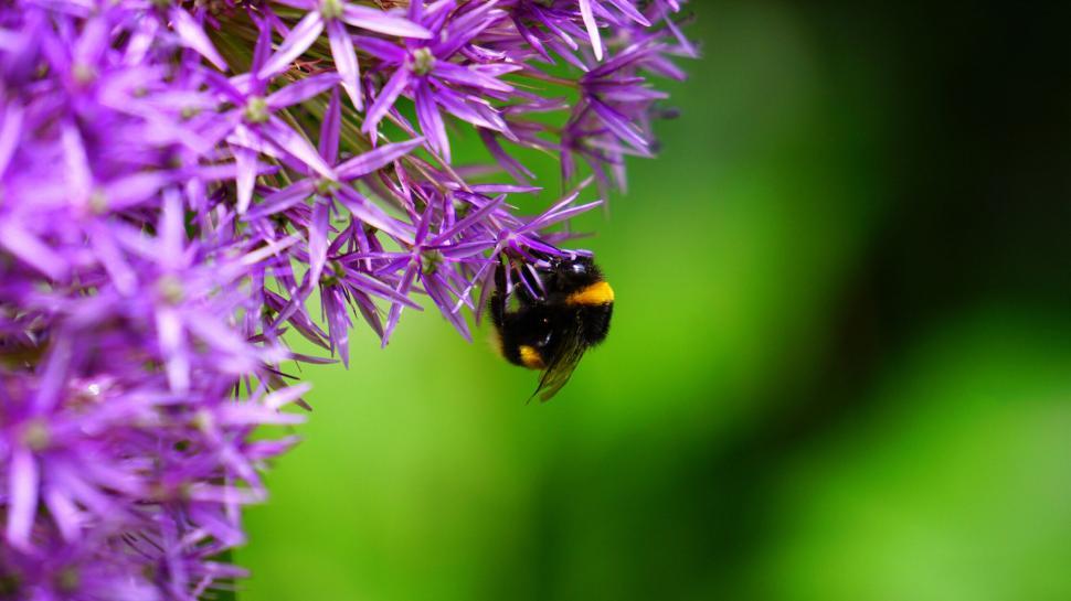 Free Image of Bee on a purple allium flower closeup 